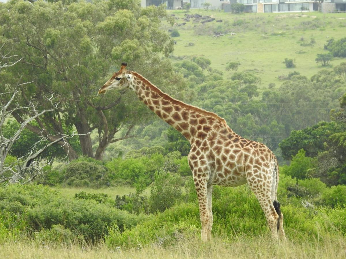 Milkwood Country House Port Elizabeth Luaran gambar
